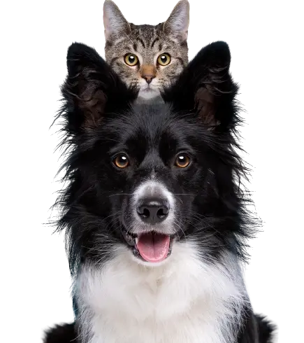 Mascotas